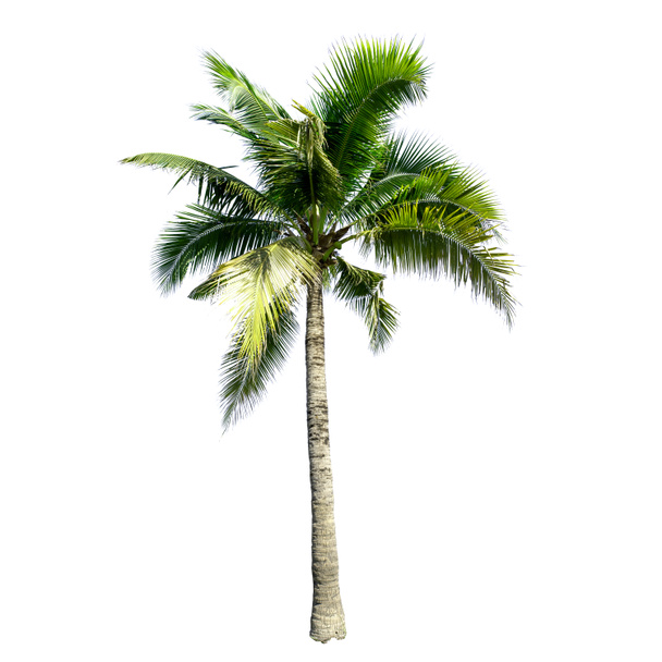 Coconut tree isolated on the white background. - Photo, Image