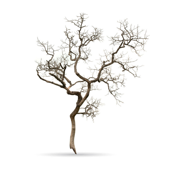 Мертве дерево ізольовано на білому тлі
 - Фото, зображення