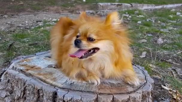 Pomeranian dog lying on a tree stump - Footage, Video