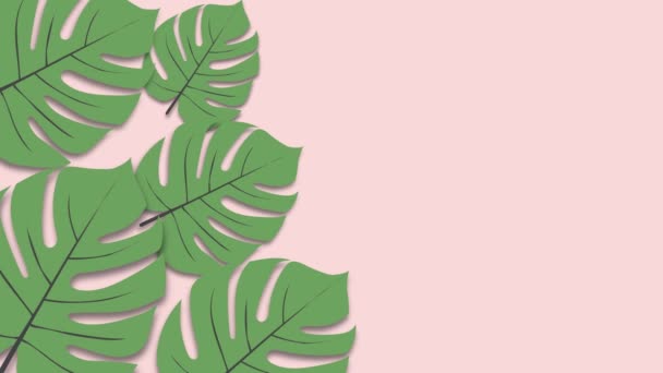 Closeup de beweging van tropische palmbladeren Monstera en schaduw op roze muur achtergrond met kopieerruimte. - Video