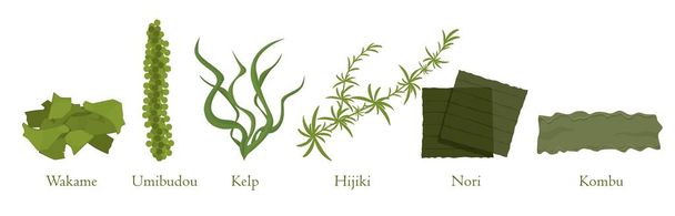 漫画海藻セットベクトルグラフィックイラスト。天然藻類海洋植物の収集 - ベクター画像