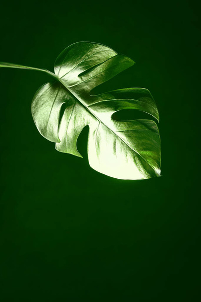 Shiny Leaf Monstera sobre un fondo negro aislado. Diseño de moda. Minimalismo. Copiar espacio
 - Foto, imagen