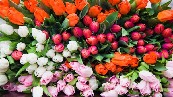 A huge multicolor bouquet of tulips lay on table. - Photo, Image