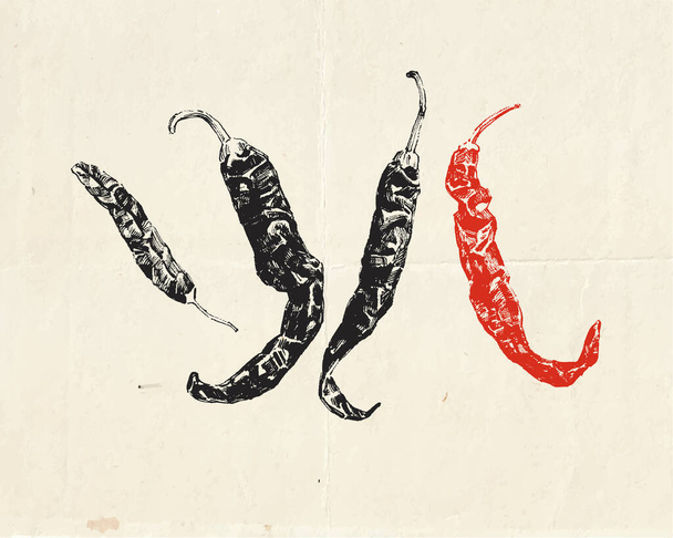 Reális kézzel rajzolt csípős chili paprika. Vintage kulináris illusztráció - Vektor, kép