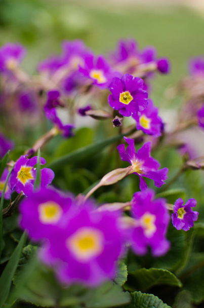 В солнечный весенний день цветут маленькие нежные первоцветы.
 - Фото, изображение