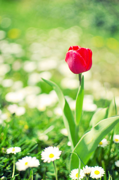 Delgados tulipanes de primavera florecen al aire libre para un ramo
 - Foto, Imagen