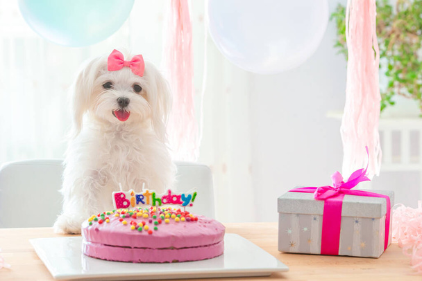 弓と誕生日ケーキとかわいい犬 - 写真・画像