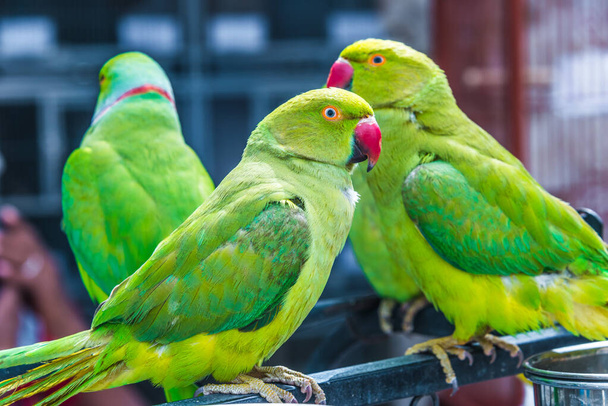 Parrots on Souq Waqif Bird Market in Doha, Qatar - Valokuva, kuva
