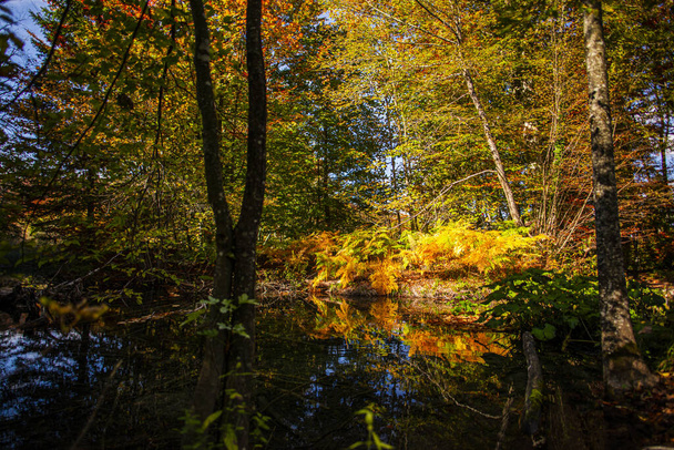 pond in autumn forest with trees - Foto, afbeelding