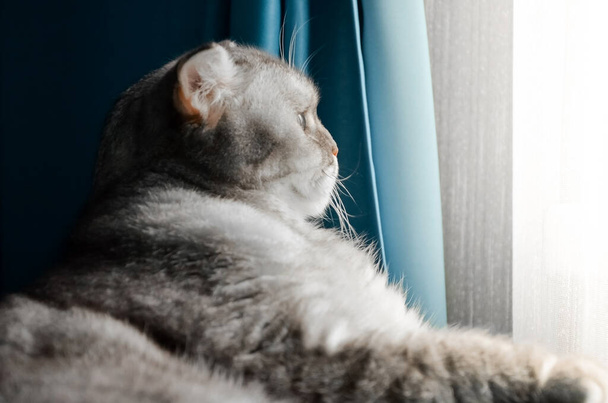 Een mooie pluizige tabby kat ligt op een bed in een lichte kamer in de buurt van het raam van het huis. Close-up portret van een schattige verraste kat in de ochtend, isolatie van jonge dieren thuis tijdens quarantaine - Foto, afbeelding