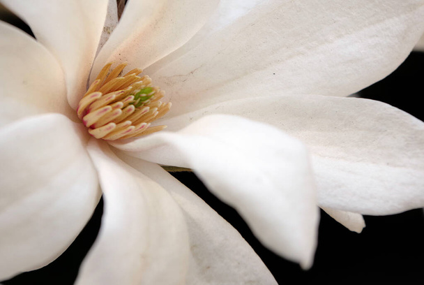 fresh white magnolia flower close-up - Photo, Image