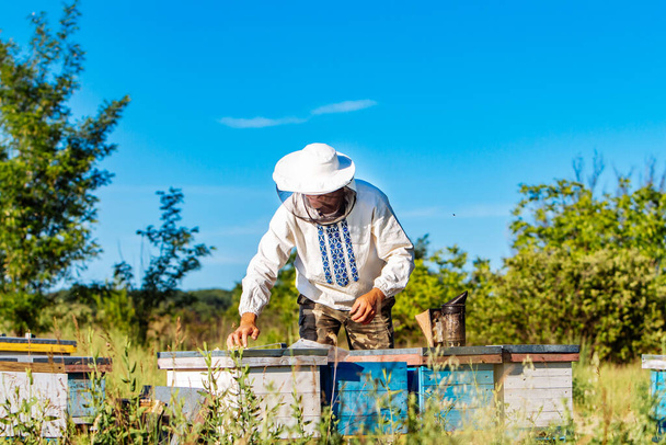 Beekeeper on apiary. Beekeeper is working with bees and beehives on the apiary. Apiculture concept - Fotografie, Obrázek