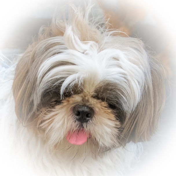 Shih tzu, small dog, head of cute puppy  - Photo, Image