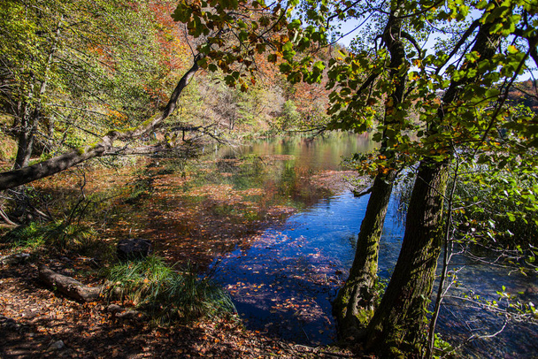 lake in autumn forest with trees - Zdjęcie, obraz