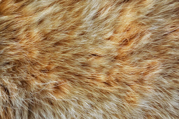 Fond de fourrure naturelle de mon chat domestique de couleur rouge
.  - Photo, image