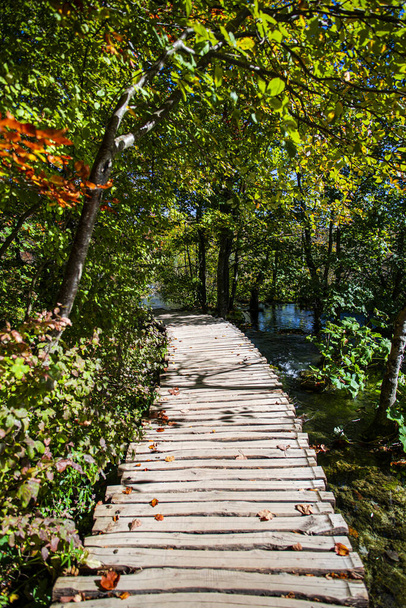 autumn flora in park and wooden path way - Foto, Imagen