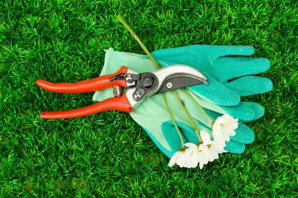 Secateurs with flower on green grass background - 写真・画像