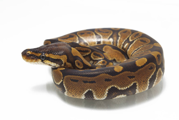 ball python (Python regius) isolated on white background - Valokuva, kuva