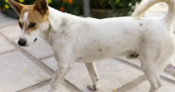 A lovely dog in the yard of a temple - Filmagem, Vídeo