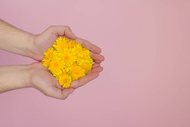 Man's hands holding yellow dandelion heads on pink background with copyspace - Photo, image