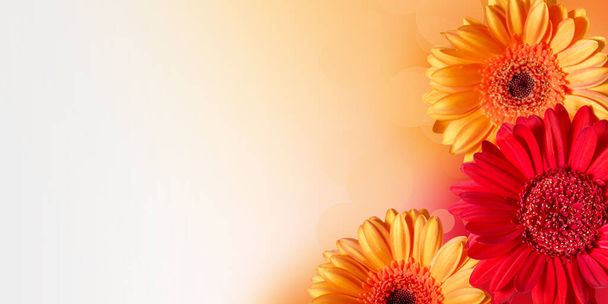 Festive blurred background with a gerbera flowers. Copy space for your text - Photo, Image