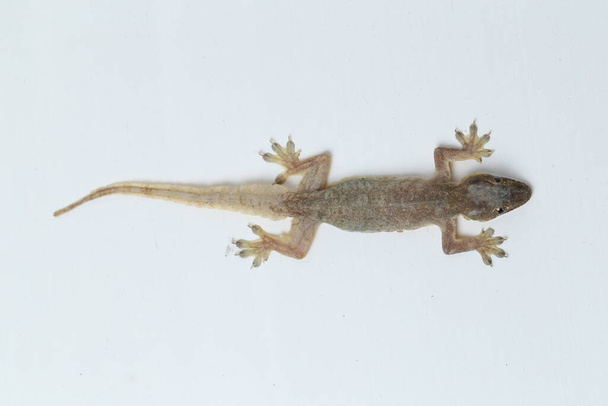 Ящерица азиатского дома (hemidactylus) или обычный геккон на белом фоне
 - Фото, изображение