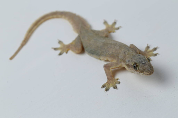 Asian House lizard (hemidactylus) or common gecko isolated on white background - Photo, Image