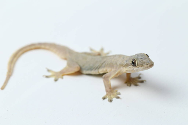 Ящерица азиатского дома (hemidactylus) или обычный геккон на белом фоне
 - Фото, изображение