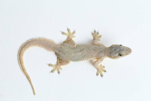 Aziatische huishagedis (hemidactylus) of gewone gekko geïsoleerd op witte achtergrond - Foto, afbeelding