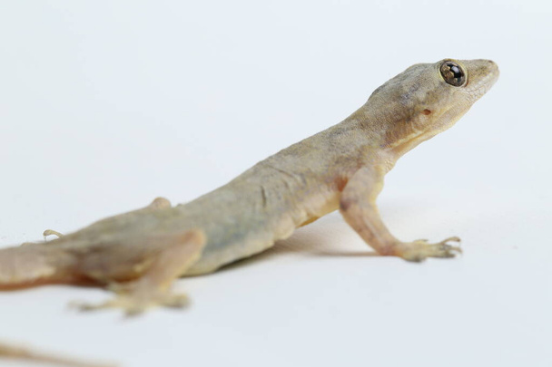 Ázsiai House gyík (hemidactylus) vagy közös gekkó izolált fehér alapon - Fotó, kép