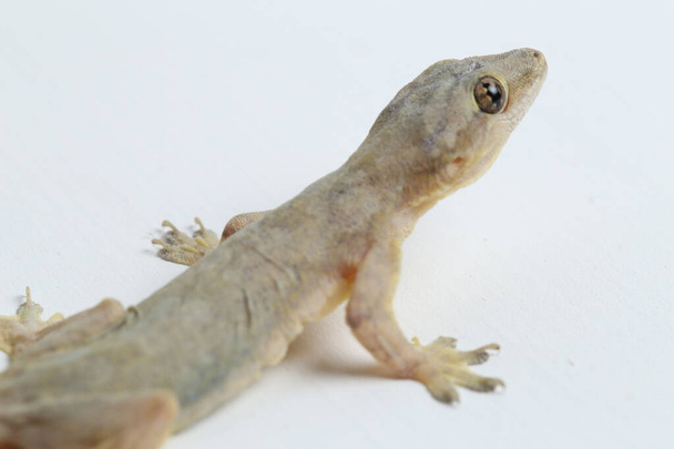 Asiatische Hauseidechse (Hemidactylus) oder gemeiner Gecko isoliert auf weißem Hintergrund - Foto, Bild