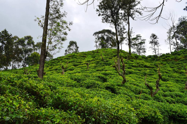 Чайные плантации Шри-Ланки
 - Фото, изображение
