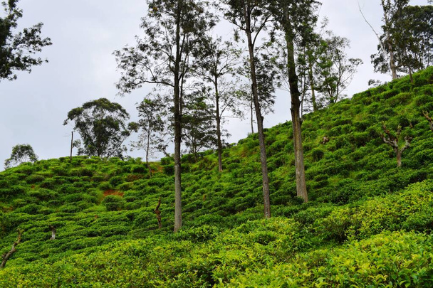 Tea Plantations in Sri Lanka - Foto, afbeelding