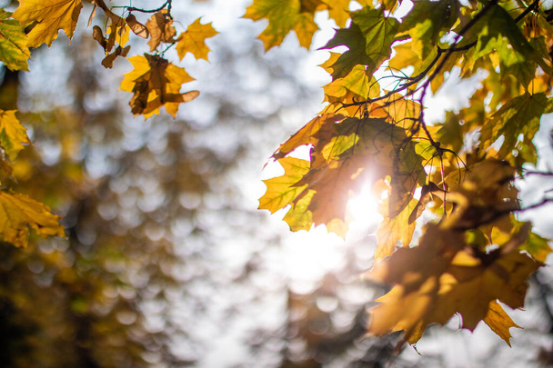 autumn leaves on the tree - Photo, Image