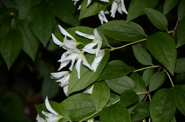 Nahaufnahme von Jasminblüten (Philadelphus falconeri) in einem Garten, Zweig mit weißen Blüten - Foto, Bild