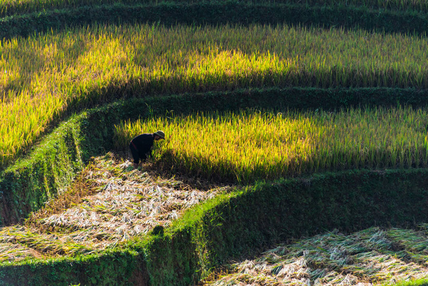 Autarke, arbeitsintensive Landwirtschaft im Bezirk Mu Cang Chai, Provinz Yen Bai, Nordvietnam.Traditionelle nachhaltige Landwirtschaft.  - Foto, Bild