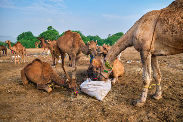 Kamelen op Pushkar Mela Pushkar Camel Fair, India - Foto, afbeelding