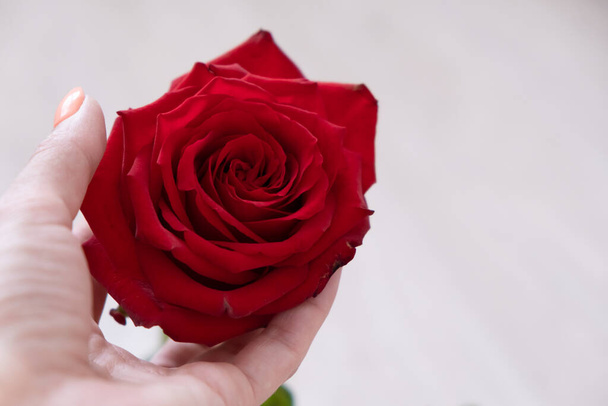 Una rosa roja en una mano. espacio de copia - San Valentín y 8 Marzo concepto de Día de la Madre Mujeres
 - Foto, Imagen