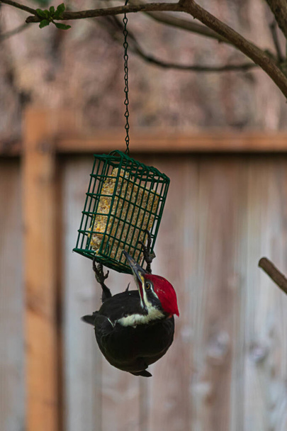 pica-pau adulto empilhado empoleirado em um alimentador de pássaros
 - Foto, Imagem