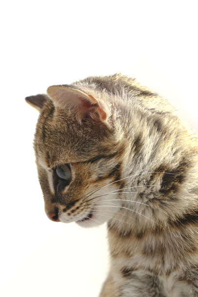 アジアのヒョウ猫またはスンダヒョウ猫(Prionailurus bengalensis javanensis)は白い背景に隔離されている。 - 写真・画像
