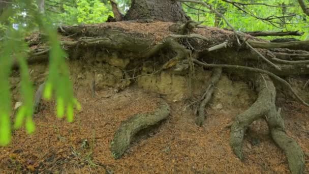 モミの木の裸の根 - 映像、動画