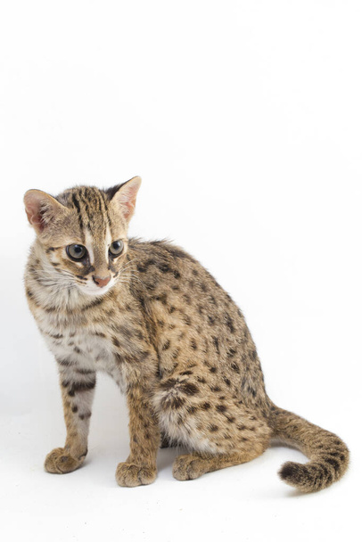 El gato leopardo asiático o gato leopardo de Sunda (Prionailurus bengalensis javanensis) aislado sobre fondo blanco
 - Foto, imagen