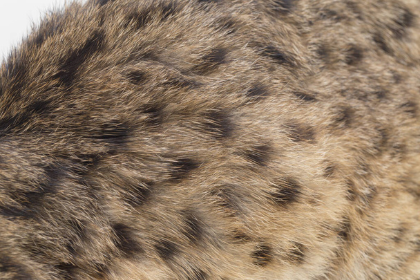 El gato leopardo asiático o gato leopardo de Sunda (Prionailurus bengalensis javanensis) aislado sobre fondo blanco
 - Foto, Imagen