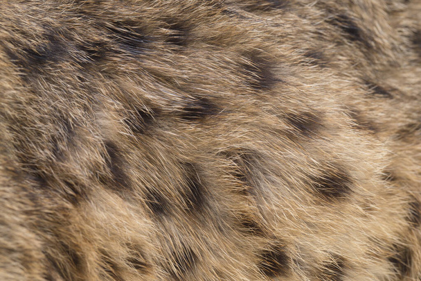 Die asiatische Leopardenkatze oder Sunda-Leopardenkatze (Prionailurus bengalensis javanensis) isoliert auf weißem Hintergrund - Foto, Bild