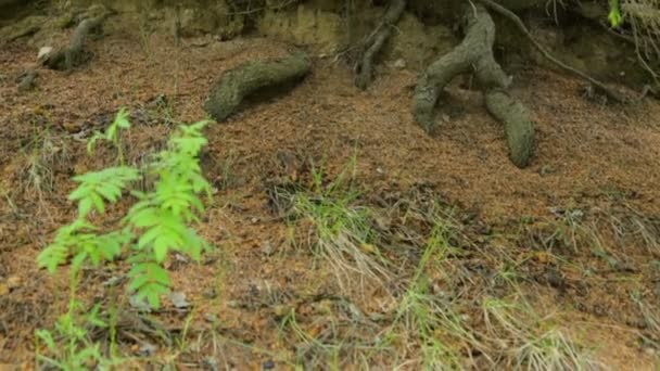 Raízes nuas de abeto
 - Filmagem, Vídeo