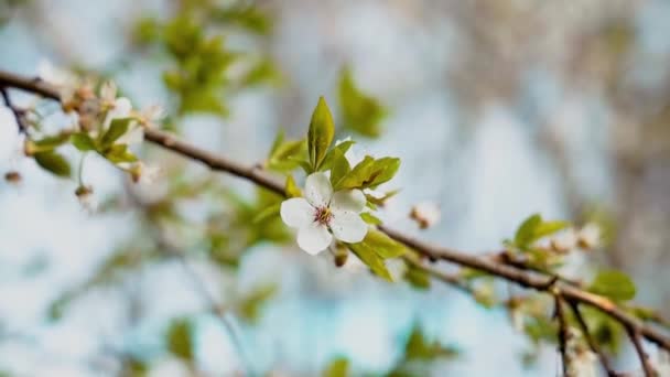La primavera el abril florecen el follaje blanco del árbol de flores por el viento
 - Metraje, vídeo