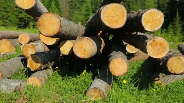 Troncos enteros de madera sobre hierba verde
 - Metraje, vídeo