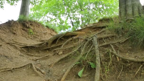 Gołe korzenie drzew - Materiał filmowy, wideo