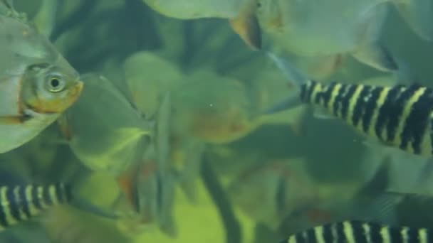 Peces en acuario en primer plano
 - Metraje, vídeo