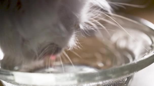 slow motion Kitten Drinks Water Macro 120fps to 25 fps - Filmati, video